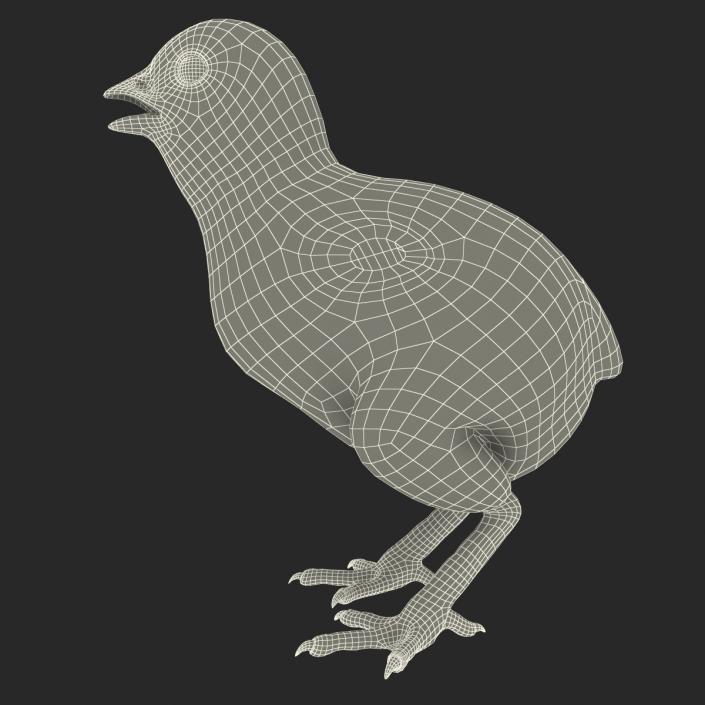 Chick 3D model