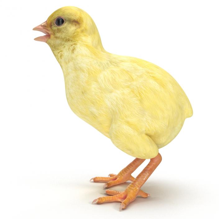 Chick 3D model