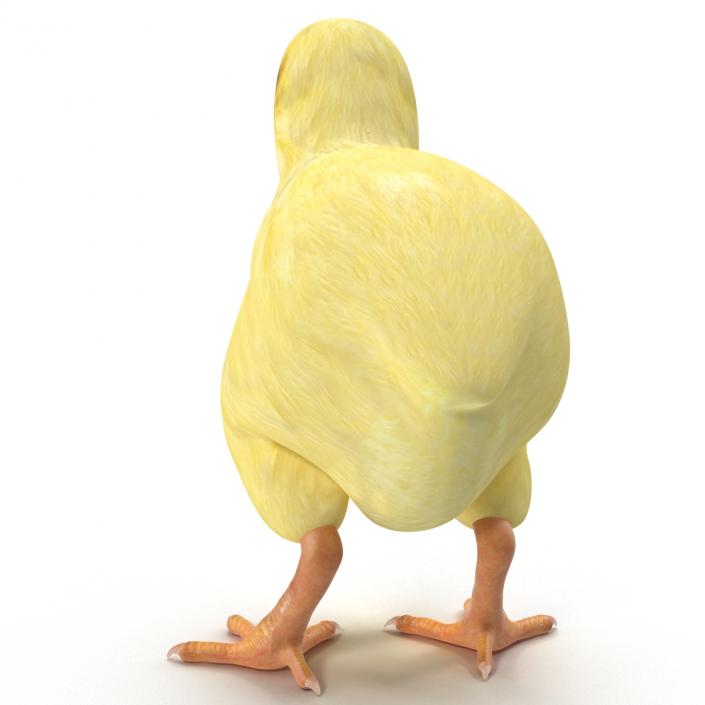 Chick 3D model