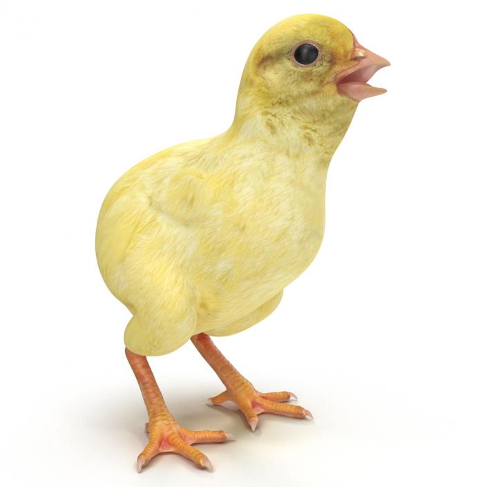 Chick 3D model