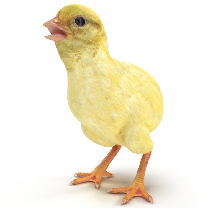 Chick 3D model