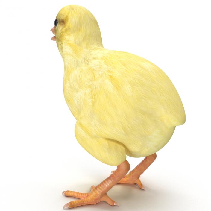 Chick 3D model