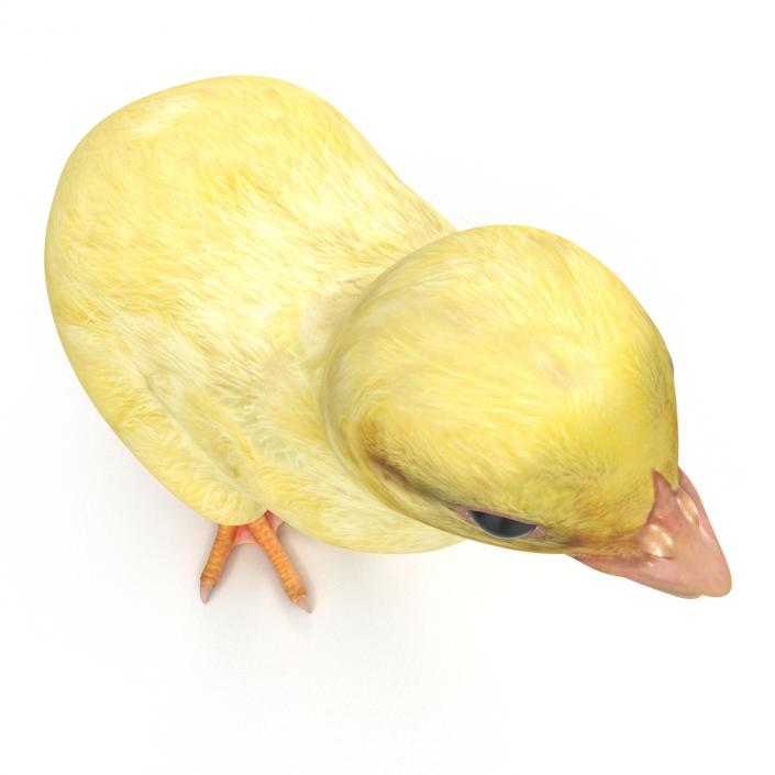 Chick 3D model