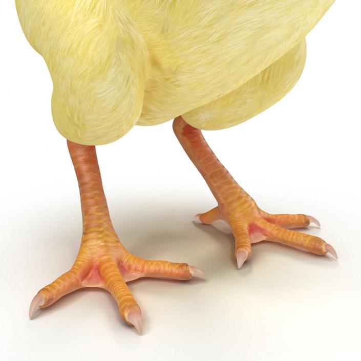 Chick 3D model