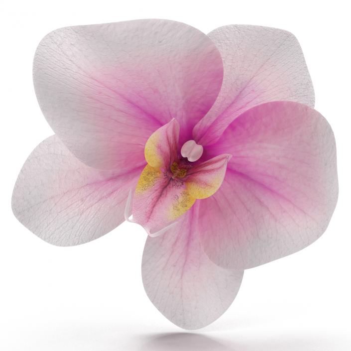 3D Orchid Flower model