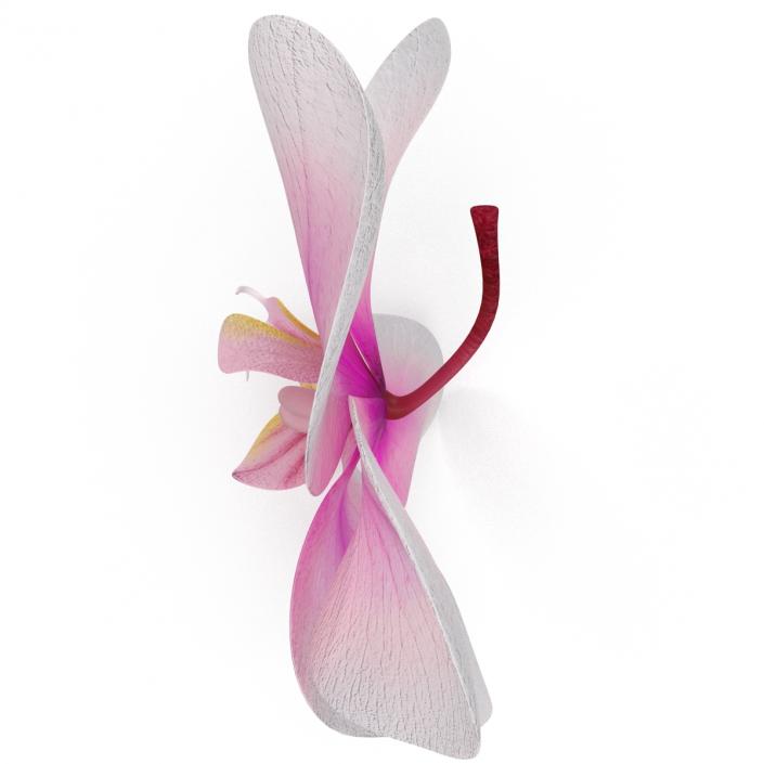 3D Orchid Flower model