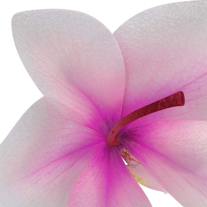 3D Orchid Flower model