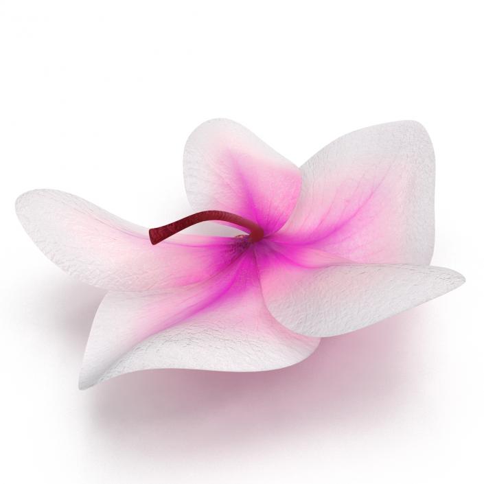 3D Orchid Flower model