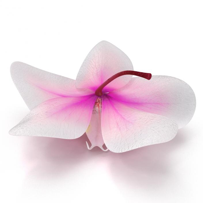 3D Orchid Flower model