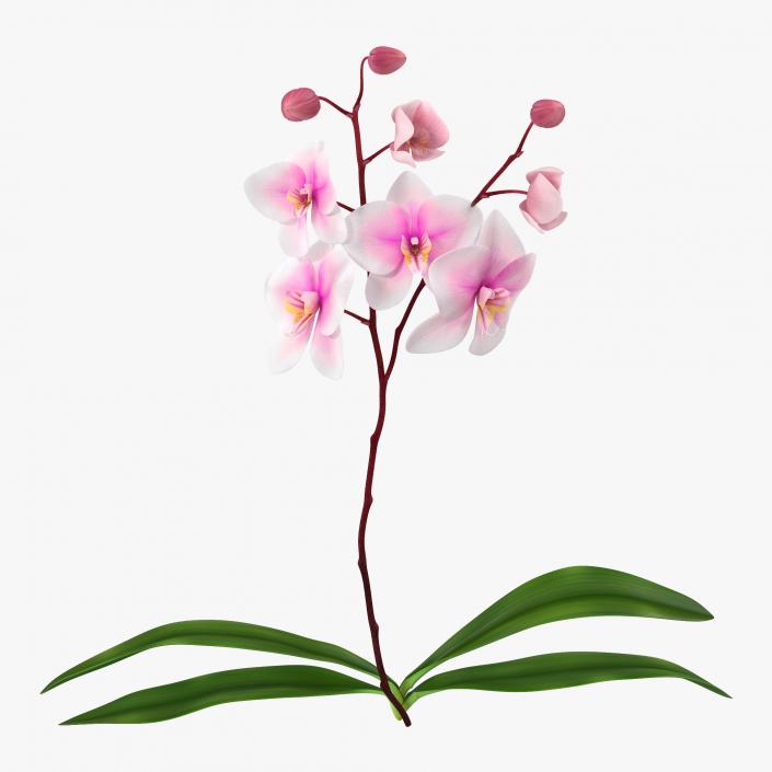 3D model Orchid