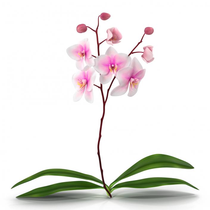 3D model Orchid