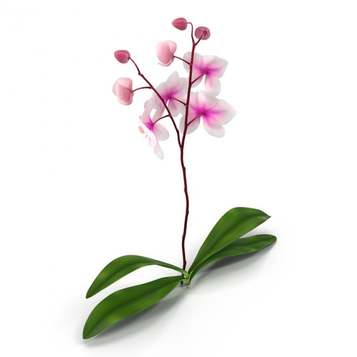 3D model Orchid