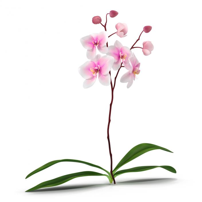 3D model Orchid