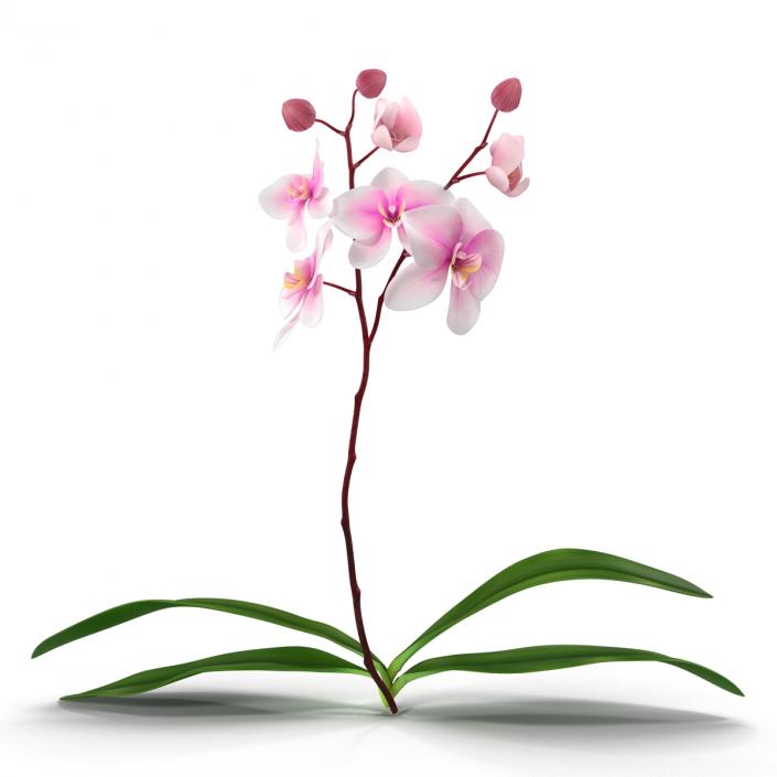 3D model Orchid