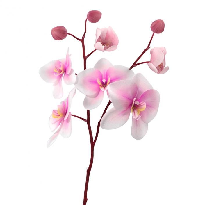 3D model Orchid