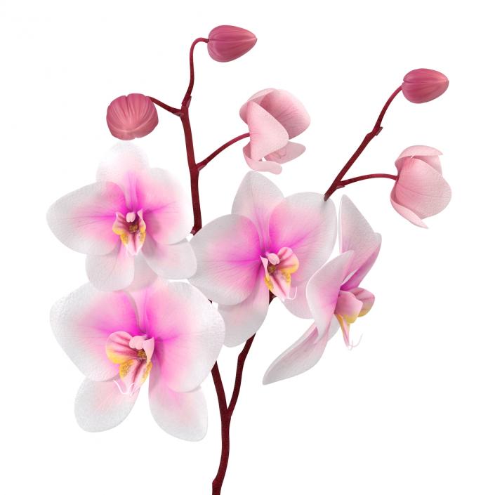 3D model Orchid