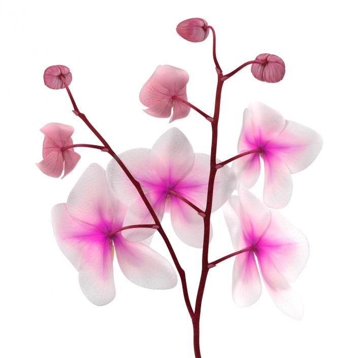 3D model Orchid