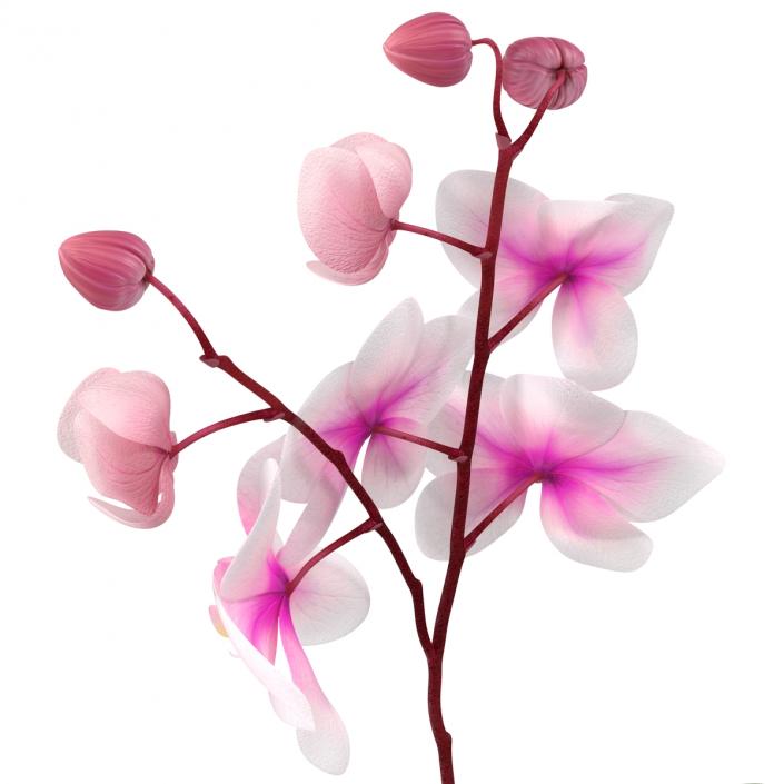 3D model Orchid