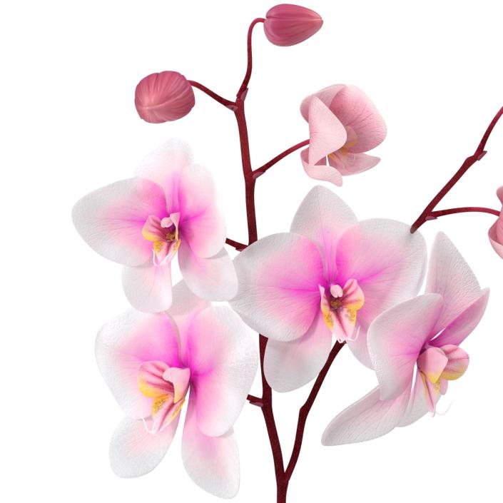 3D model Orchid