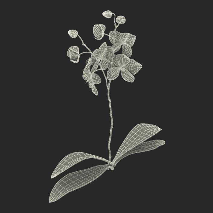 3D model Orchid