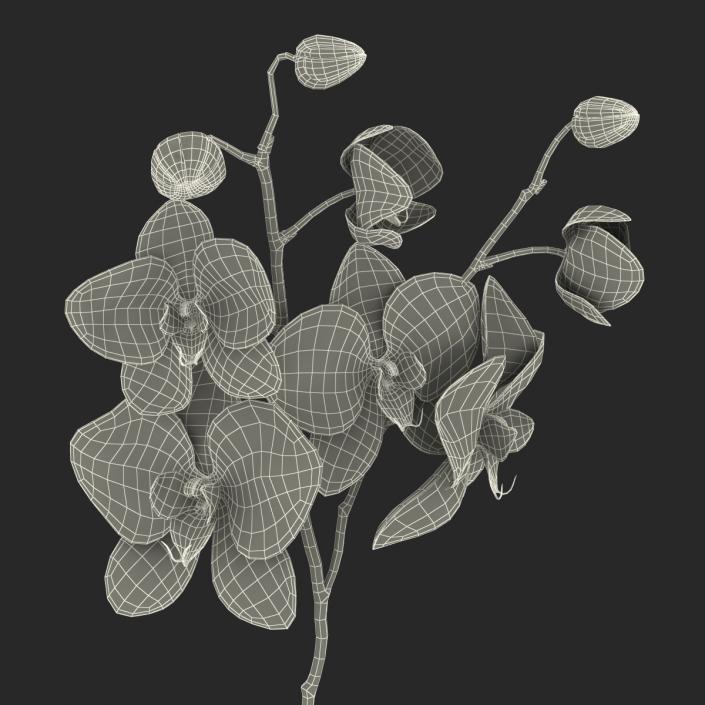 3D model Orchid