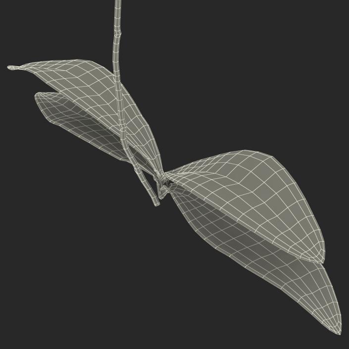 3D model Orchid