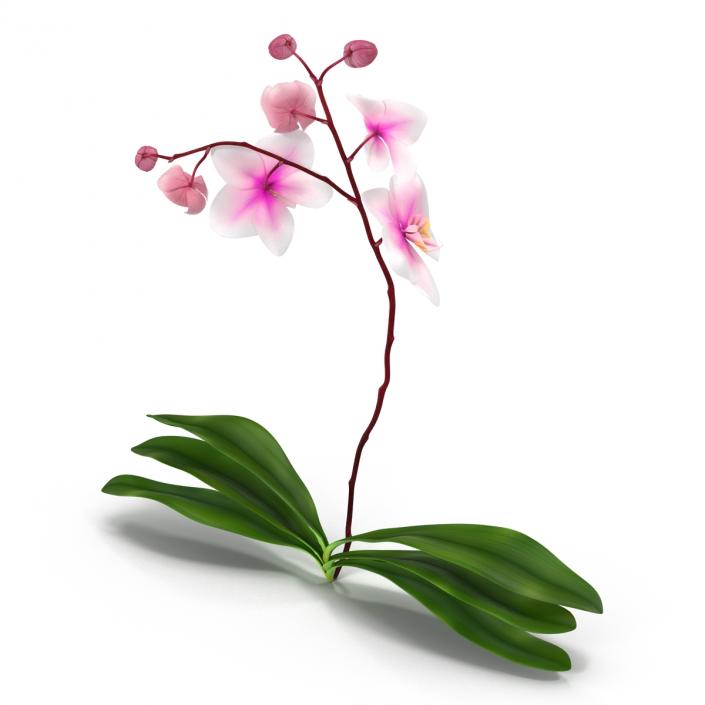 3D model Orchid 2