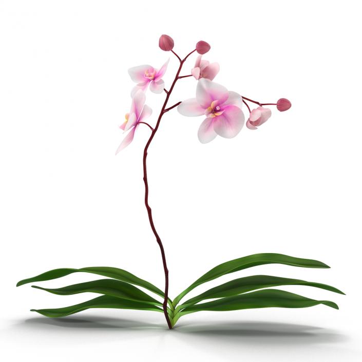 3D model Orchid 2