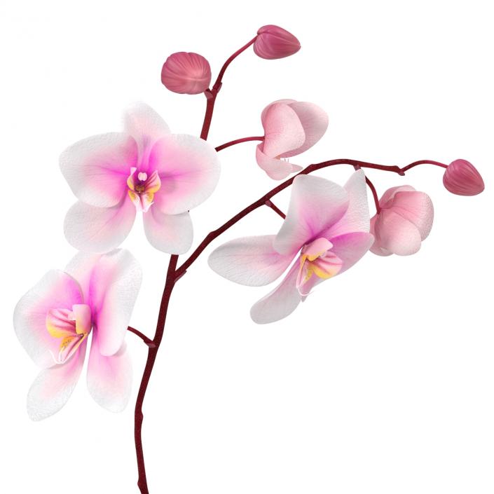 3D model Orchid 2