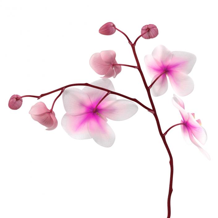 3D model Orchid 2