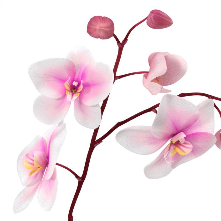 3D model Orchid 2