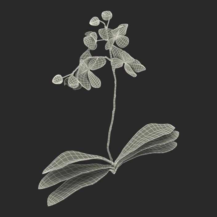 3D model Orchid 2