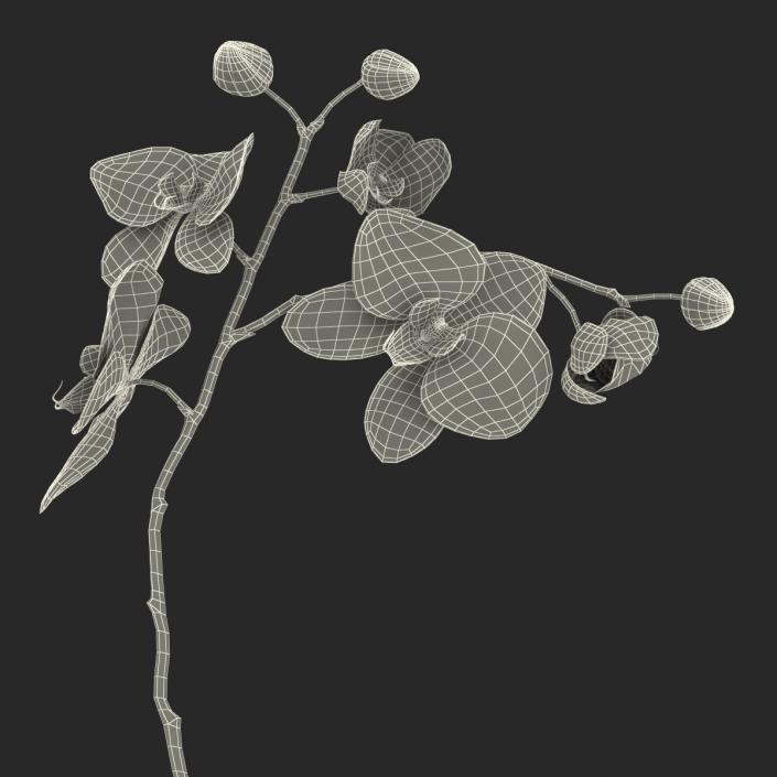 3D model Orchid 2