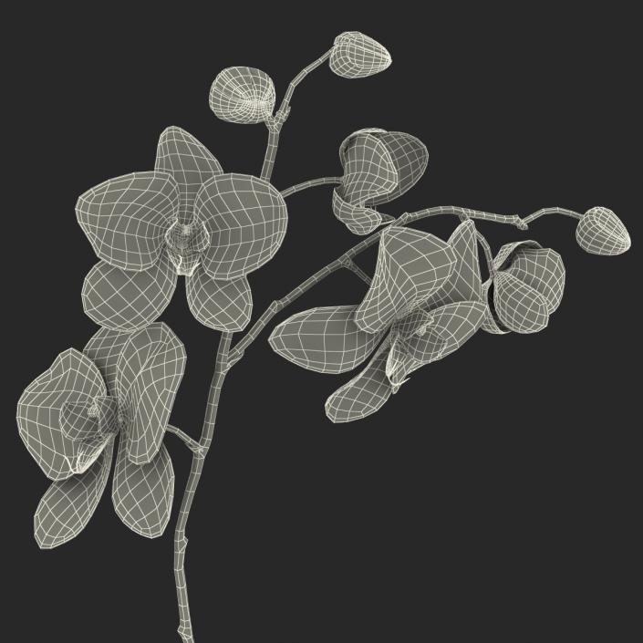 3D model Orchid 2