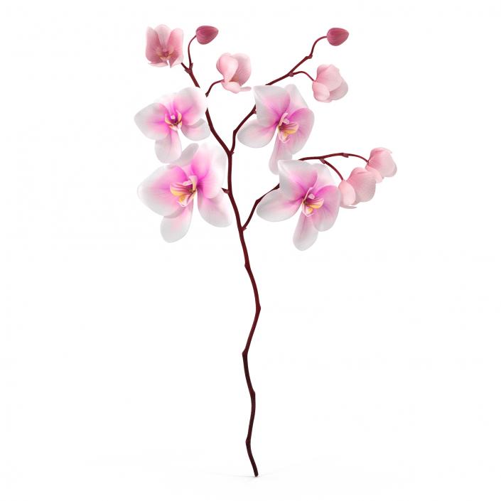 3D model Orchid 3