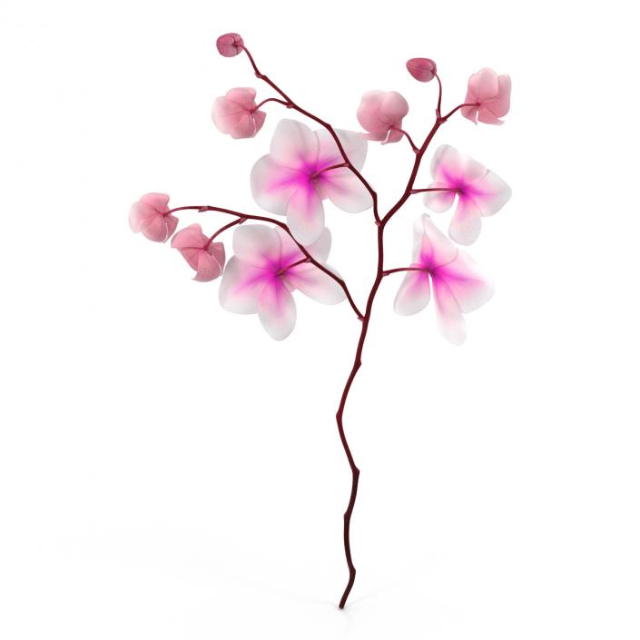 3D model Orchid 3