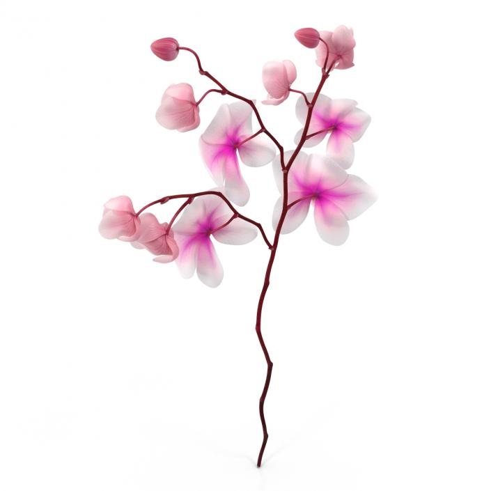 3D model Orchid 3