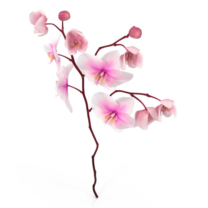 3D model Orchid 3