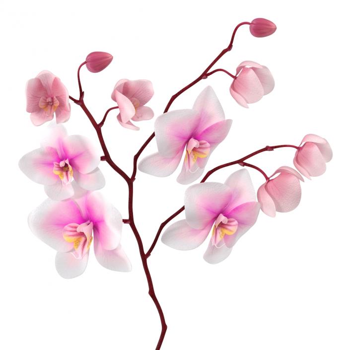 3D model Orchid 3