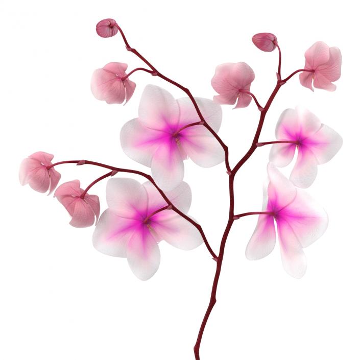 3D model Orchid 3