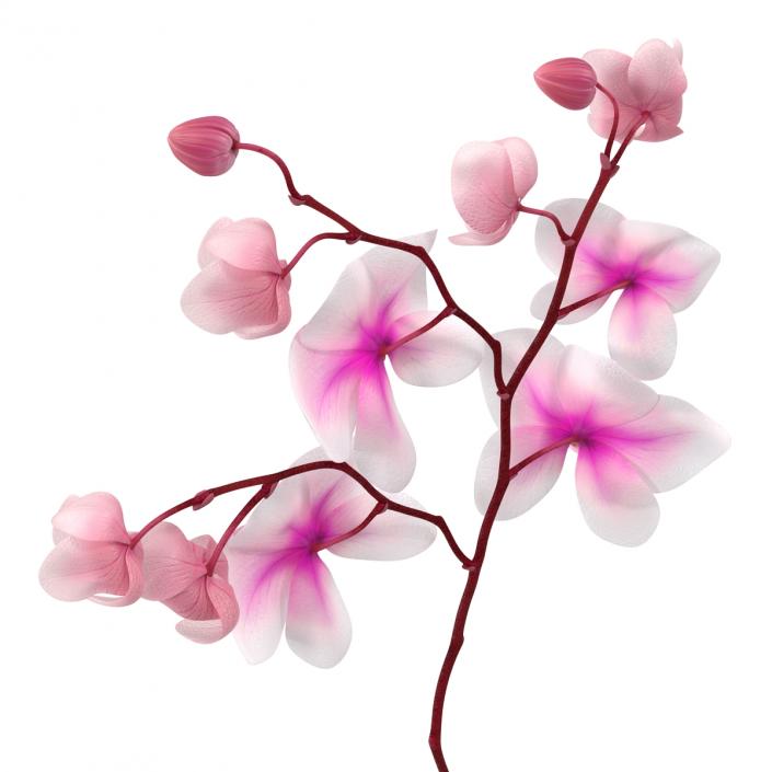 3D model Orchid 3