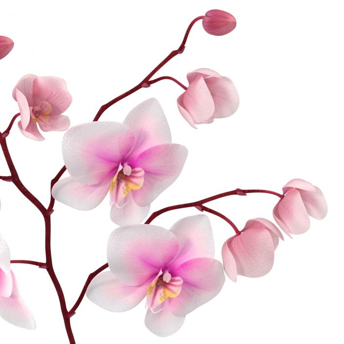 3D model Orchid 3