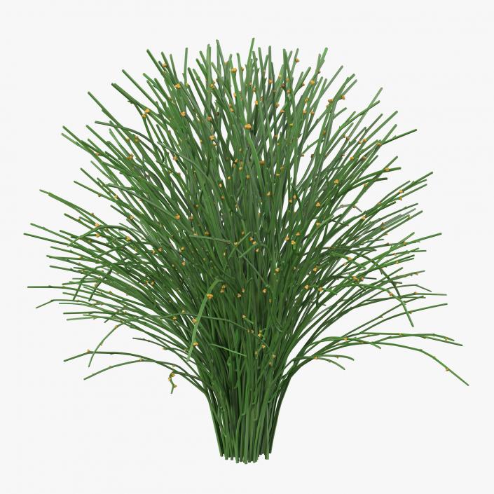 3D model Psilotum Nudum Whisk Fern