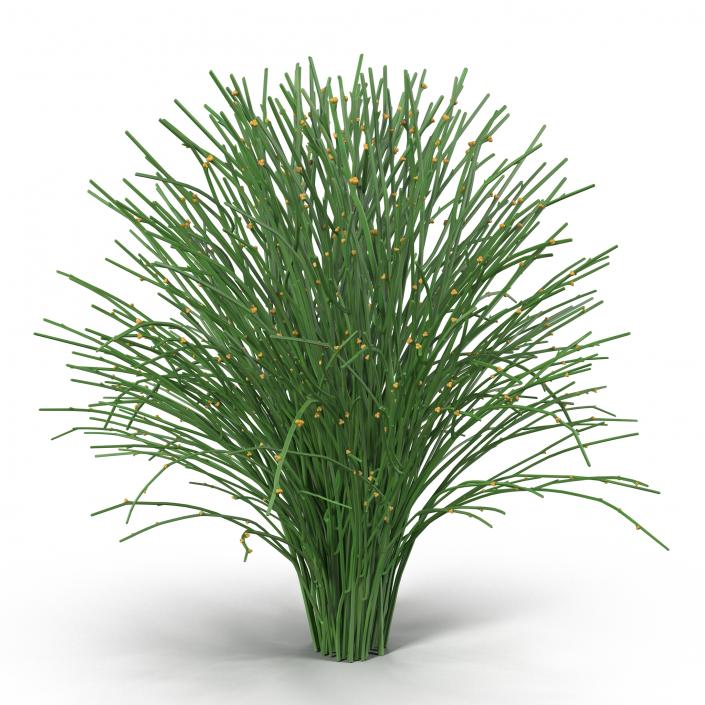 3D model Psilotum Nudum Whisk Fern