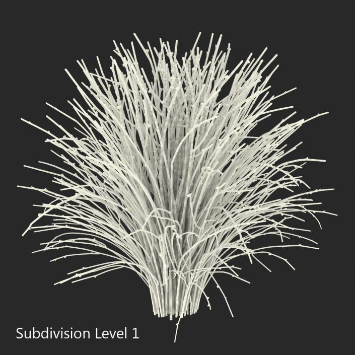 3D model Psilotum Nudum Whisk Fern