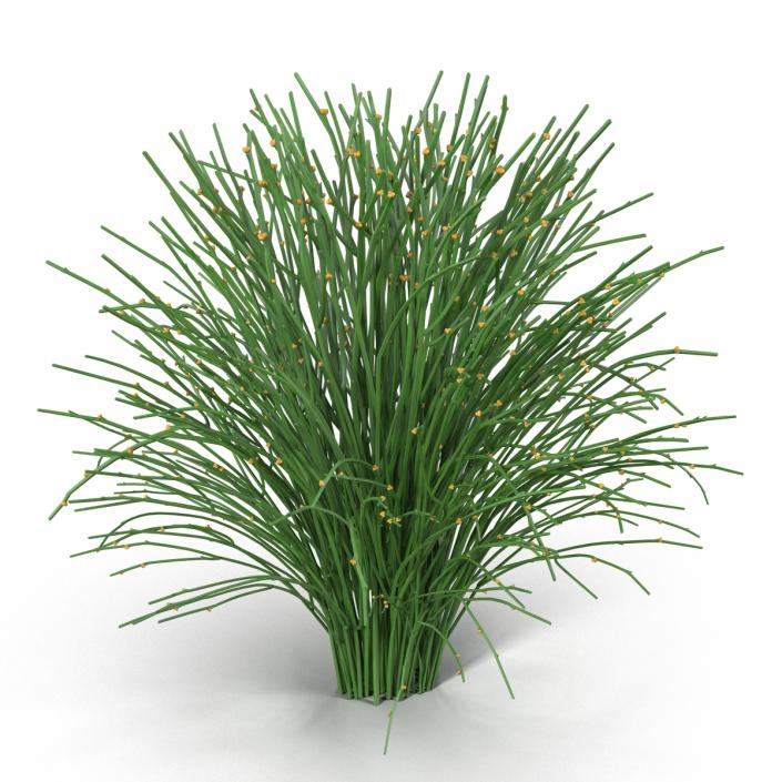 3D model Psilotum Nudum Whisk Fern