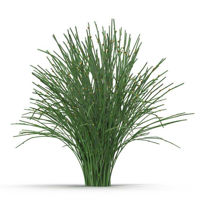 3D model Psilotum Nudum Whisk Fern