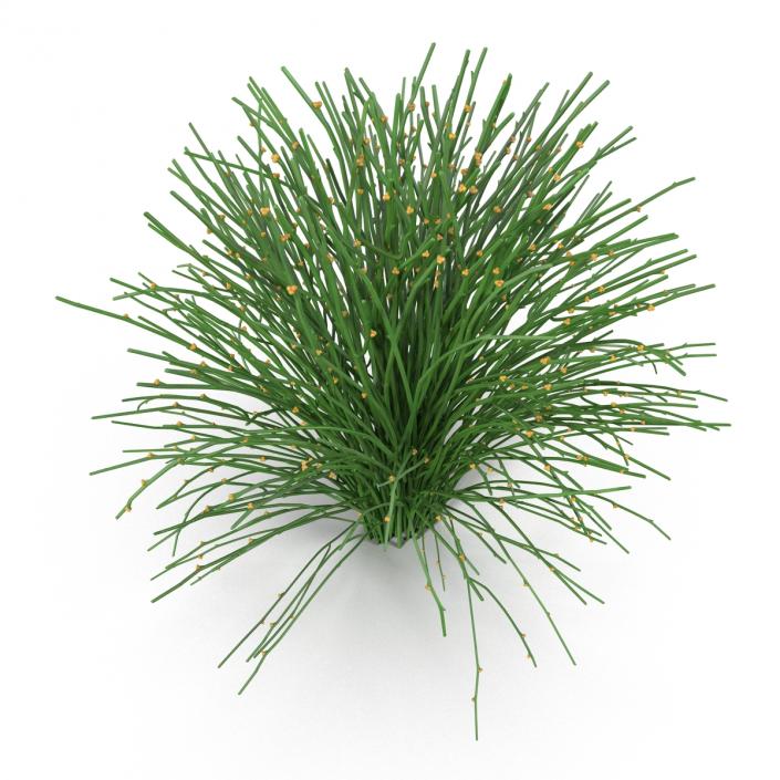 3D model Psilotum Nudum Whisk Fern