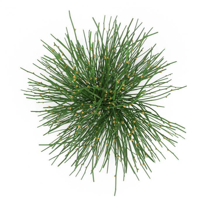 3D model Psilotum Nudum Whisk Fern