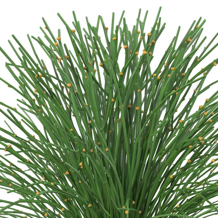 3D model Psilotum Nudum Whisk Fern